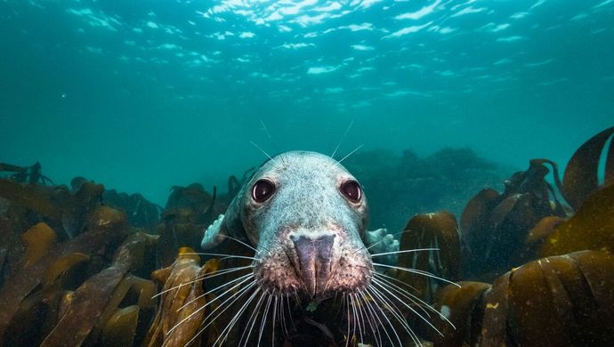 De Wilde Noordzee te zien in De Lawei op 4,5 en 6 oktober 2024